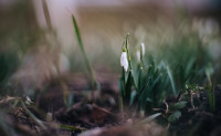 Подснежники в феврале: весна идет!, Фото: 28