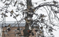Нашествие дроздов в Туле, Фото: 7