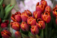 Леруа Мерлен Цветы к празднику, Фото: 61