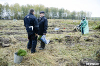 В Веневском районе высажено 24 тысячи сосен, Фото: 14