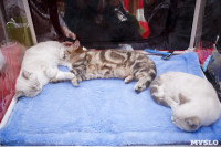 Выставка кошек в "Макси", Фото: 23