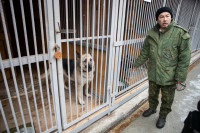 Как живет собачий патруль Туламашзавода, Фото: 21