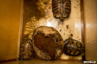 Черепахи в экзотариуме, Фото: 19