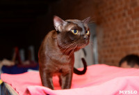 Выставка кошек в Искре, Фото: 32