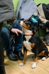 В Туле прошла выставка собак всех пород, Фото: 78