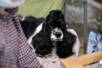 В Туле прошла выставка собак всех пород, Фото: 180