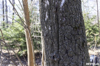 Кто и как решает, какие деревья нужно удалять в Центральном парке Тулы, Фото: 19