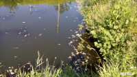 В реке Воронке отравили рыбу?, Фото: 6