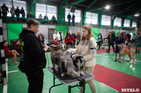 Выставка собак в Туле, Фото: 29