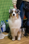В Туле прошла выставка собак всех пород, Фото: 65