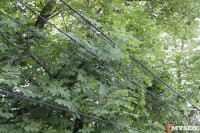 Упало дерево на провода на ул. Оборонной, Фото: 1
