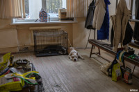 Выставка собак в Туле, Фото: 13