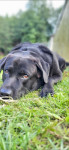 Читатели Myslo поделились фотографиями собак, Фото: 45