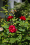 В яснополянской теплице высадили исторические розы, Фото: 8