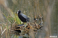 На пруду в тульском Скуратово поселились редкие птицы, Фото: 10