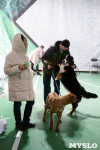 Выставка собак в Туле 24.11, Фото: 99