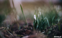 Подснежники в феврале: весна идет!, Фото: 2