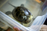 Черепахи в экзотариуме, Фото: 16