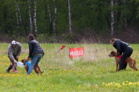 В Туле состоялись собачьи бега, Фото: 27
