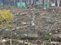 В сквере на улице Приупской вырубают тополя: в администрации рассказали, зачем, Фото: 6