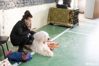Выставка собак в Туле 24.11, Фото: 90