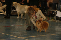 В Туле прошла всероссийская выставка собак, Фото: 18