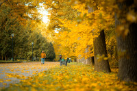 Золотая осень в Центральном парке, Фото: 10