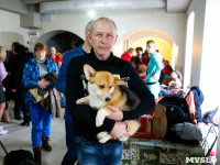 Выставка собак в Туле, Фото: 4