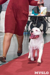 Выставка собак в Туле 26.01, Фото: 36