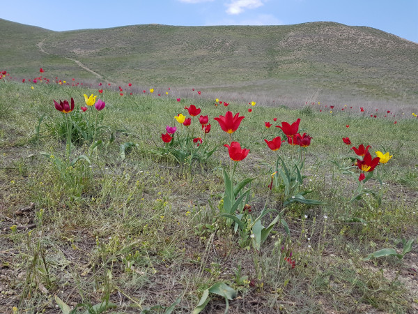 Природная красота майской Астраханской степи