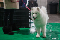 Выставка собак в Туле, Фото: 78