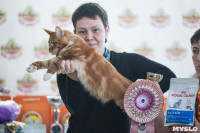 В Туле прошла выставка «Пряничные кошки» , Фото: 51