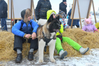 Праздник северных собак на Куликовом поле , Фото: 96