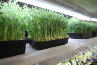 Елена Киеня выращивает микрозелень, Фото: 10