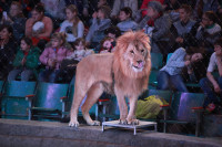 Новая программа в Тульском цирке «Нильские львы». 12 марта 2014, Фото: 23