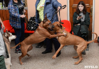 Выставки собак в ДК "Косогорец", Фото: 50