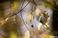 Золотая осень в Ясной Поляне, Фото: 25