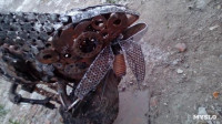 Железный хамелеон тульского умельца, Фото: 11