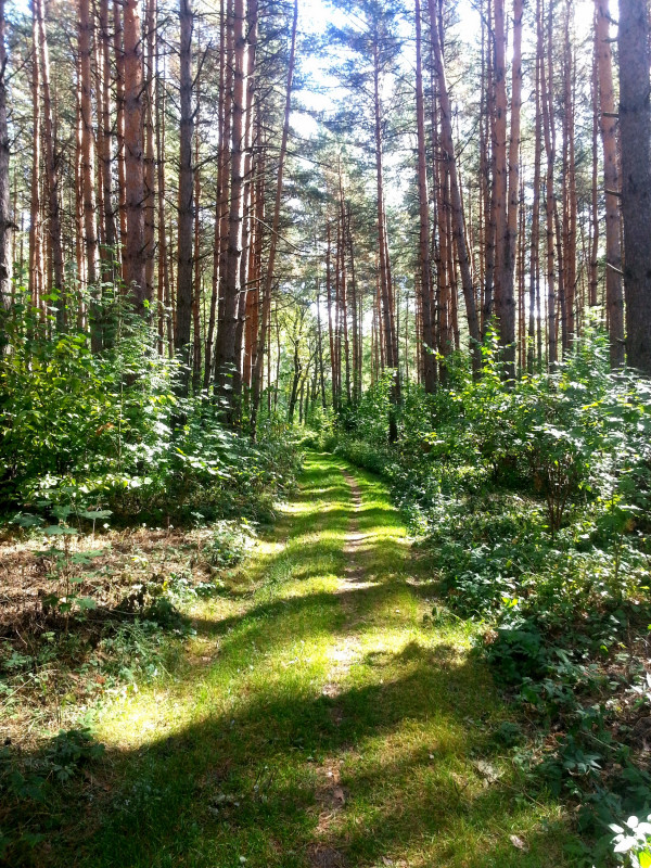 Доброе утро на даче 🐞🐜🐝🌳🌳🌳