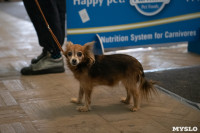 Выставка собак в Туле, Фото: 55
