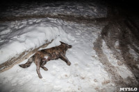 Убийство собак на стоянке., Фото: 12
