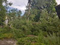 В Туле из-за сильного ветра упали деревья, Фото: 4