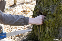 Кто и как решает, какие деревья нужно удалять в Центральном парке Тулы, Фото: 16