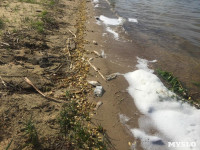 В Черепетском водохранилище массово погибла рыба, Фото: 6
