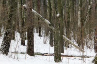 В Тульской области охотнадзор патрулирует леса на новой технике, Фото: 5