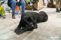 Сиба-ину, шпицы и алабаи: в Туле состоялась выставка собак, Фото: 11