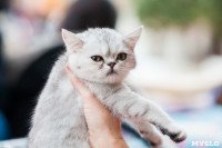 Выставка кошек в МАКСИ, Фото: 36