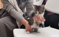 В Туле появился первый официальный музейный кот, Фото: 3
