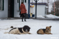 Крематорий для собак в Венёве, 24.03.2016, Фото: 47