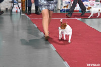 Выставка собак в Туле 26.01, Фото: 12